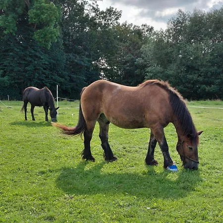 Timm - An Der Ostsee Neukirchen (Ostholstein)