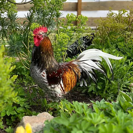 Timm - An Der Ostsee Neukirchen (Ostholstein)