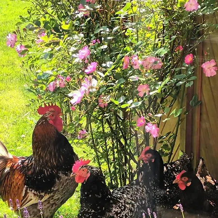 Timm - An Der Ostsee 펜션 Neukirchen (Ostholstein)